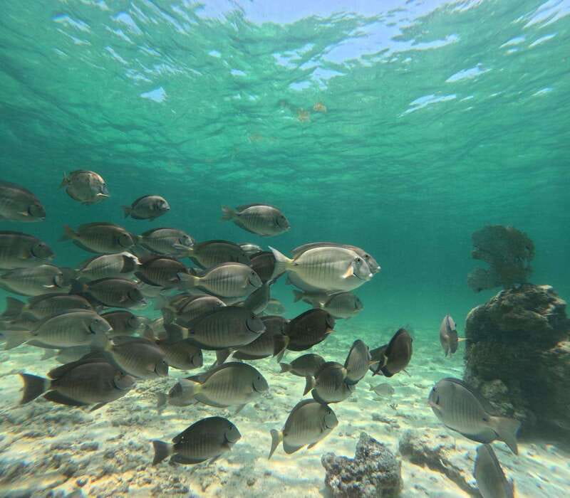SNORKEL IN TULUM REEF, BOAT RIDE AND CALETA - Reaching Playa Santa Fe and planning the extra fees