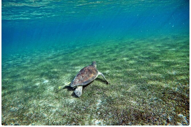 Snorkel Tour! Turtles & Underground Cenote from Playa del Carmen - Guides, safety, and the group experience