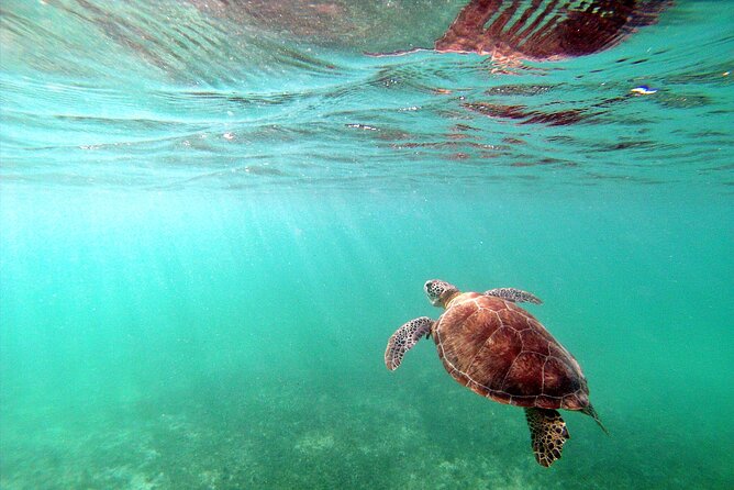 Snorkel Tour! Turtles & Underground Cenote from Playa del Carmen - What to pack for the day
