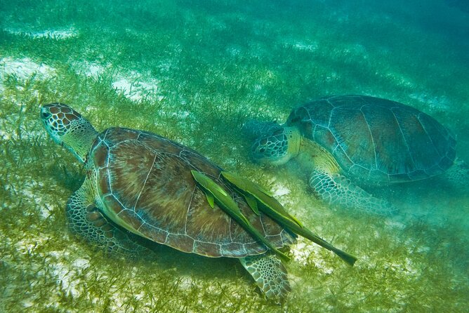 Snorkel Tour! Turtles & Underground Cenote from Playa del Carmen - Who should book this tour