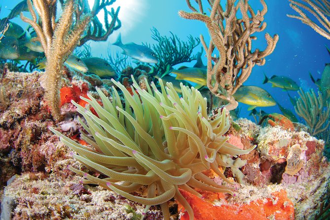 Snorkel Xtreme Cancun - One day, three kinds of Riviera Maya adventure