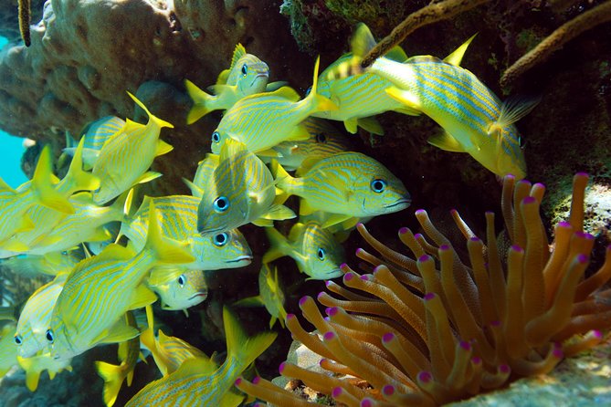 Snorkel Xtreme Cancun - Aventuras Mayas: canopy rides, rappelling, and clear cave water