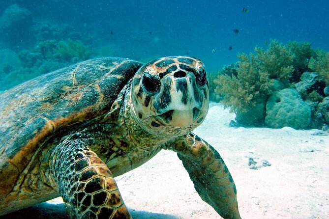 Snorkeling Experience with Turtles in Cenote in Riviera Maya - Two kinds of water in four hours