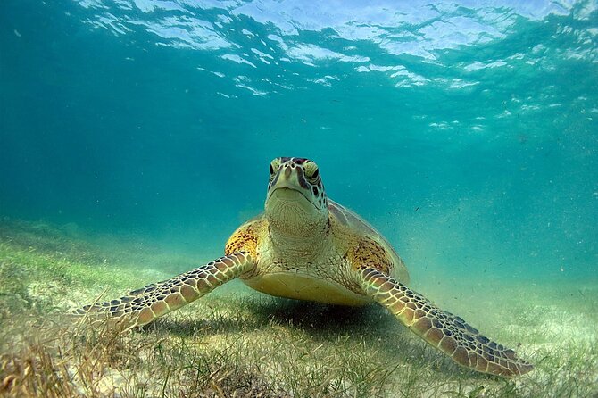 Snorkeling Experience with Turtles in Cenote in Riviera Maya - Guides, transport, and group size