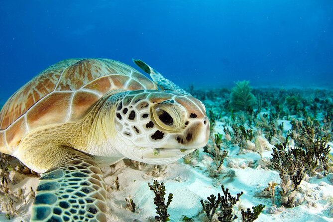 Snorkeling Experience with Turtles in Cenote in Riviera Maya - What I would clarify before paying for extras