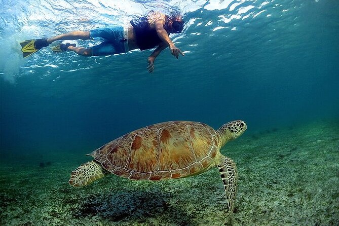 Snorkeling Experience with Turtles in Cenote in Riviera Maya - Entering the jungle cenote