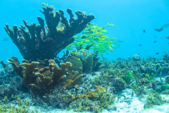 Snorkeling in Isla Mujeres, Luxury Sailing- PRIVILEGE - Pickup from Playa del Carmen needs careful attention