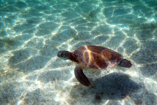 Snorkeling with Caribbean fish and private cenote exploration - Stop three: Tulum and the shape of the day
