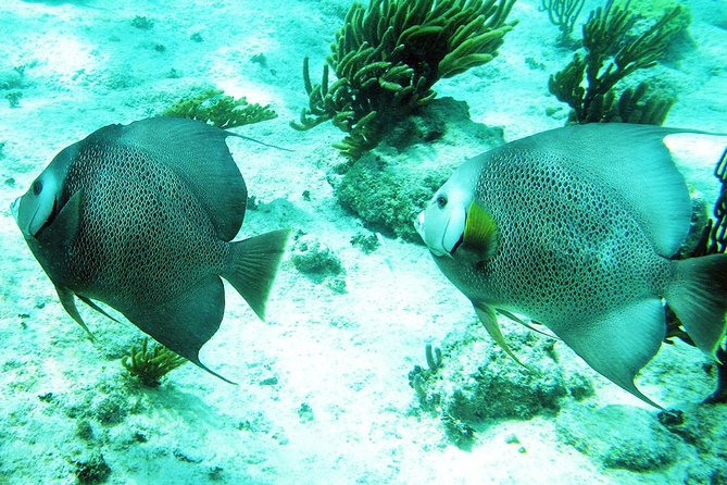 Snorkeling with Caribbean fish and private cenote exploration - Lunch, guides, and the small-group advantage