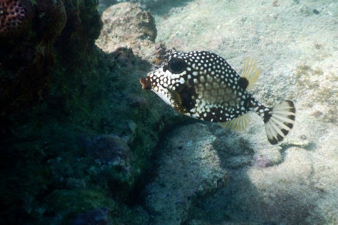 Snorkeling with Caribbean fish and private cenote exploration - What to pack for the cave