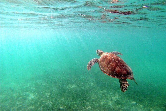 Snorkeling with Turtles and Cenote Tour from Riviera Maya - What you may see beneath the surface
