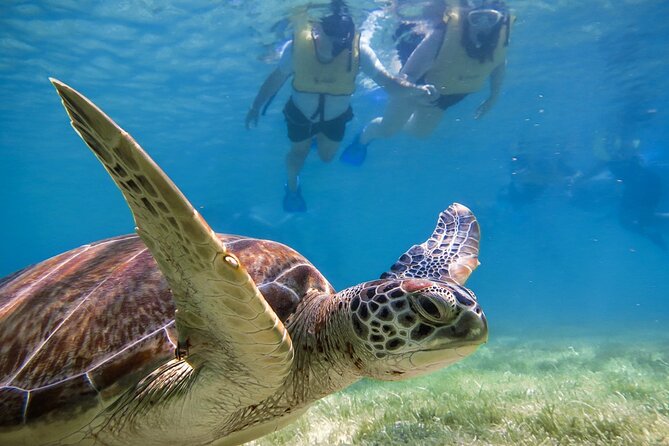 Snorkeling with Turtles and Cenote Tour from Riviera Maya - Food, drinks, and the details that vary
