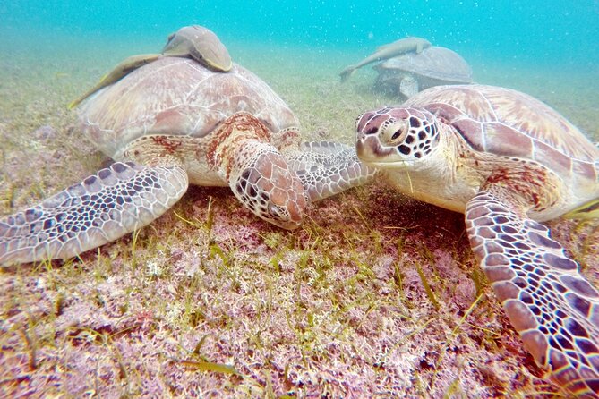 Snorkeling with Turtles and Cenote Tour from Riviera Maya - Who will enjoy this outing most