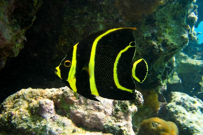 Snorkeling with Turtles and Cenote Tour from Riviera Maya - Practical advice before you book