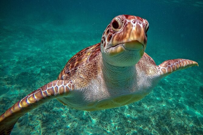 Snorkeling with Turtles and Cenote Tour from Riviera Maya - The cenote changes the whole day