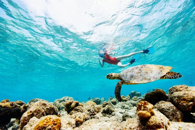 Snorkeling with Turtles and Cenotes - Two Riviera Maya worlds in one morning
