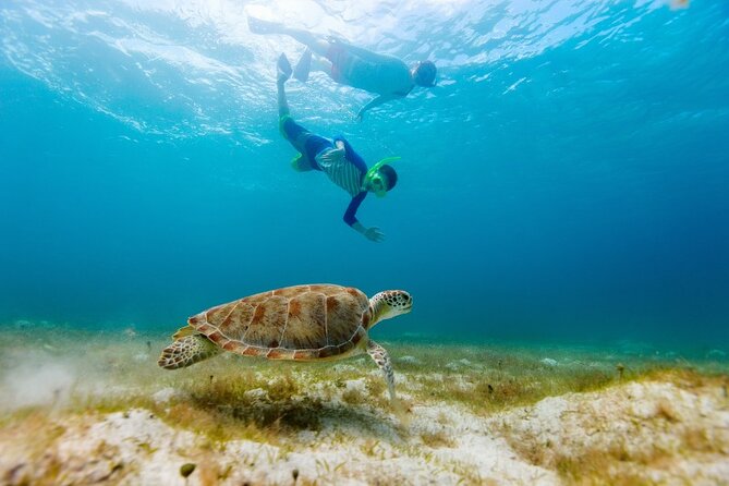 Snorkeling with Turtles and Cenotes - Getting there from Playa del Carmen