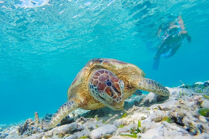 Snorkeling with Turtles and Cenotes - Who will enjoy this most