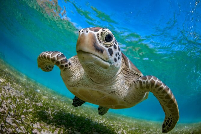 Snorkeling with Turtles and Cenotes - Akumal Bay: the turtle encounter