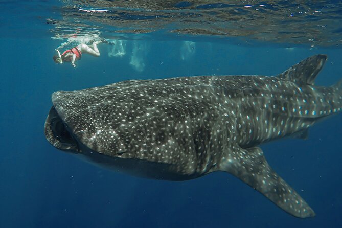 Snorkeling with Whale Sharks - Isla Mujeres - Why the whale shark encounter is worth the early alarm