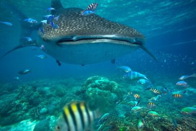 Snorkeling with Whale Sharks – Isla Mujeres