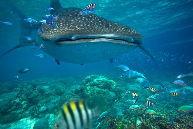 Snorkeling with Whale Sharks - Isla Mujeres - Breakfast and the marina start
