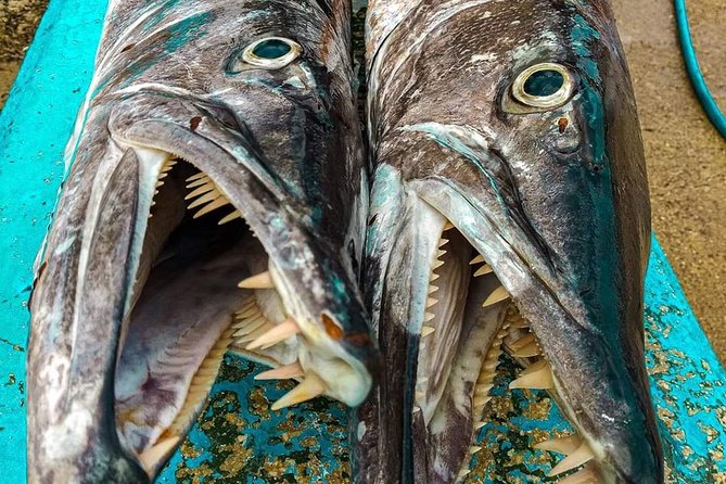 Spearfishing Playa del Carmen or Tulum - Visibility and boat conditions can change the whole morning