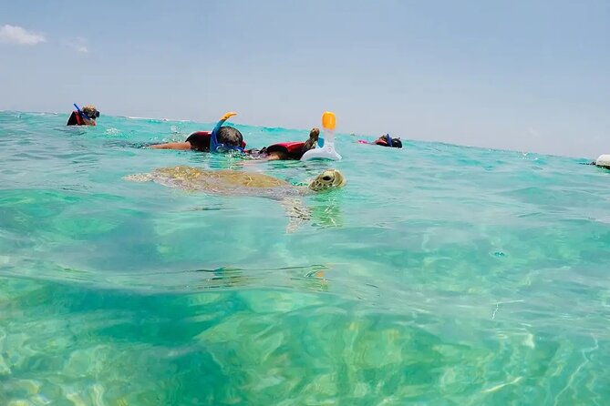 Swim with akumal turtles - The guides are the heart of the outing