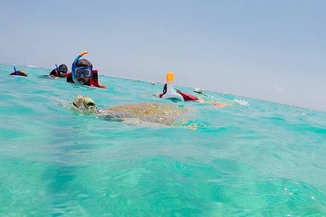 Swim with akumal turtles - Facilities, photos, and what to bring