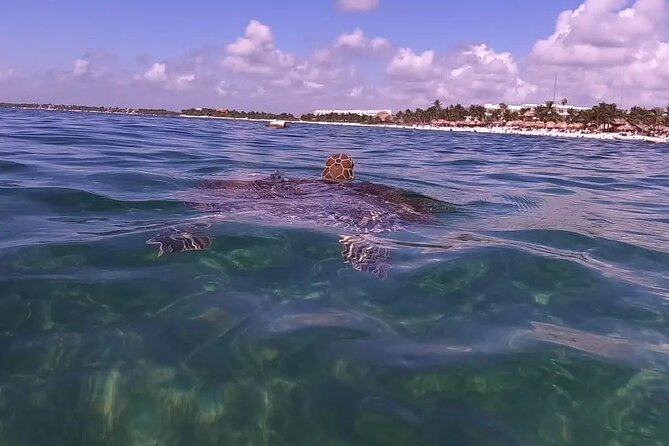 Swim with akumal turtles - Getting there from Playa del Carmen