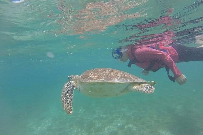 Swim with akumal turtles - Who will enjoy this Akumal swim