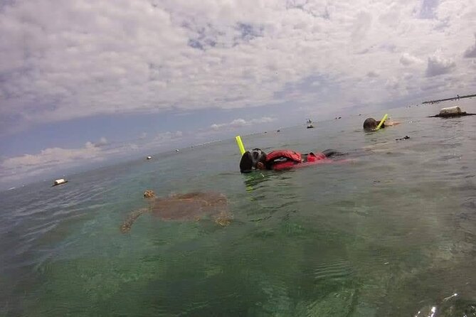 Swim with akumal turtles - Should you book the $37 turtle swim?