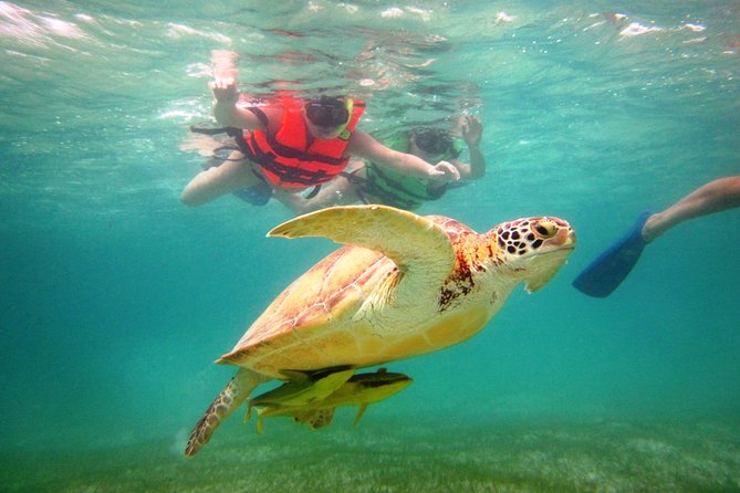 Swim with sea turtles - Swimming with turtles in Akumal Bay