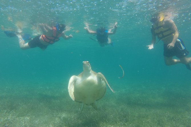 Swim with sea turtles - Arrival, equipment, and beach facilities