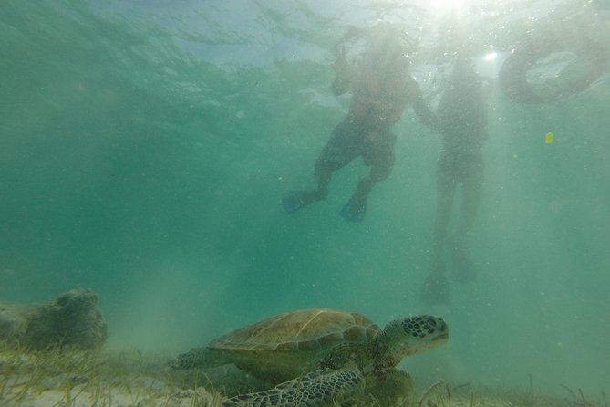 Swim with sea turtles - Is $45 a good value?