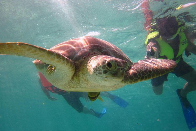 Swim with sea turtles - The turtles and other wildlife you may see