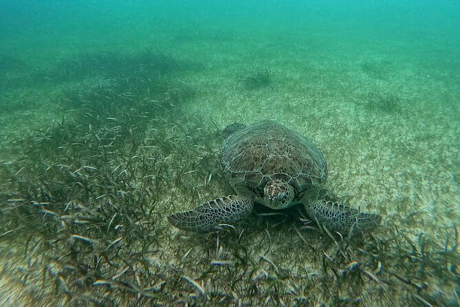 Swim with Turtles in Akumal + GoPro Photo Session - Beyond turtles: rays, fish, coral, and old artifacts