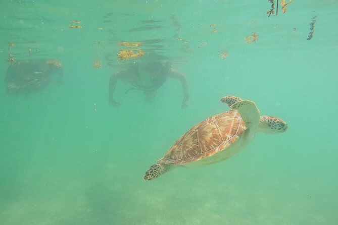 Swim with Turtles in Akumal + GoPro Photo Session - The guide makes the difference for beginners