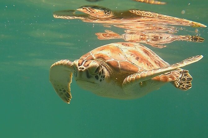 Swim with Turtles in Akumal + GoPro Photo Session - GoPro pictures, and what they are worth