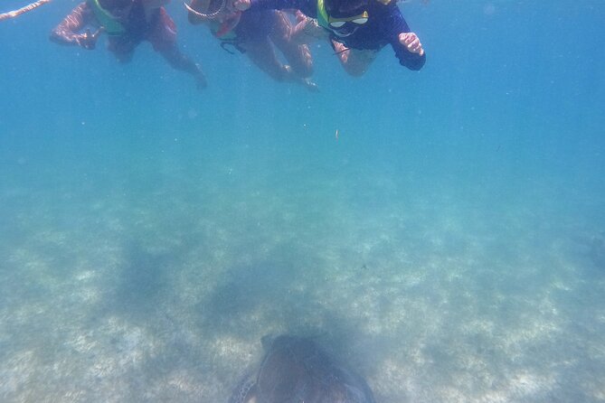 Swim with Turtles in Akumal + GoPro Photo Session - What is included for $53.59