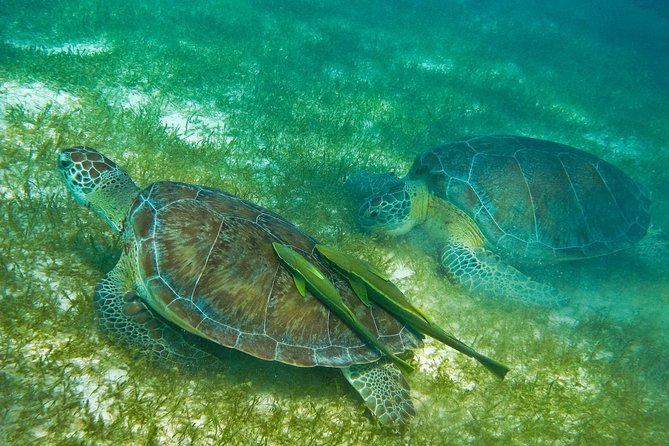 Tortugas & Cenotes Snorkel With Turtles Tour - Snorkeling near Akumal or Tulum
