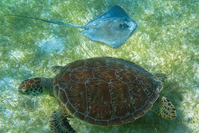 Tortugas & Cenotes Snorkel With Turtles Tour - Who will enjoy this tour most