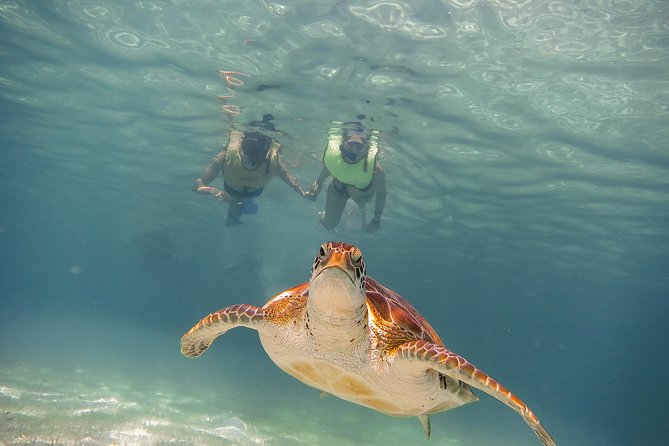 Tortugas & Cenotes Snorkel With Turtles Tour - Cenote swimming and the underground formations
