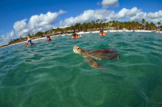 Tour to swim with turtles - A private group makes family snorkeling easier