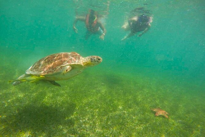 Tour to swim with turtles - The value of a short private tour