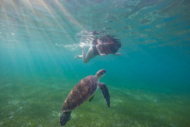 Tour to swim with turtles - Photos deserve a clear question before you go