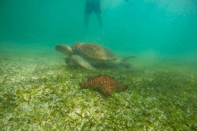 Tour to swim with turtles - What happens during the 90-minute visit