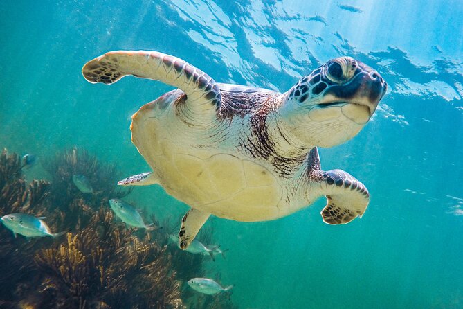 Tour to Tulum and cenote with swimming with turtles from Riviera Maya - Three Riviera Maya highlights in one long day
