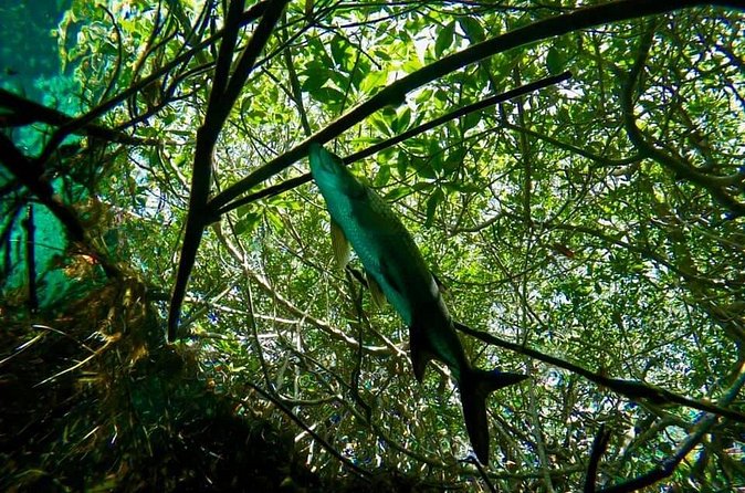 Try dive in beautiful Casa cenote for 2 people - Practical Details Before You Reserve