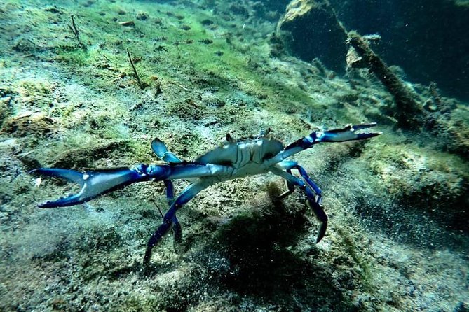 Try dive in beautiful Casa cenote for 2 people - First Underwater Session: Light, Roots, and Small Wildlife